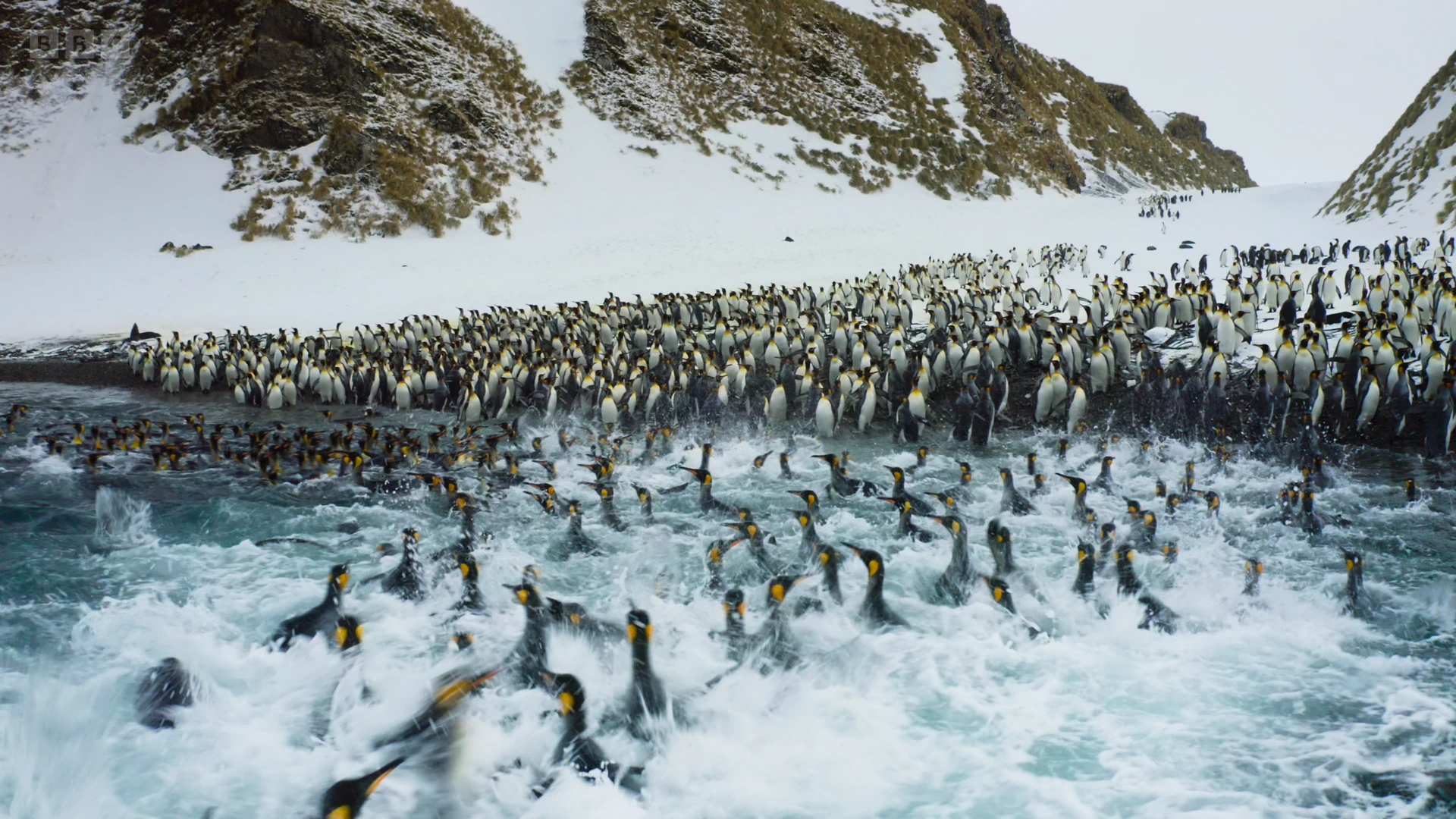 King penguin (Aptenodytes patagonicus patagonicus) as shown in Frozen Planet II - Frozen South
